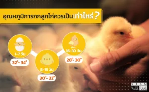 อุณภูมิการกกลูกไก่ควรเป็นเท่าไหร่