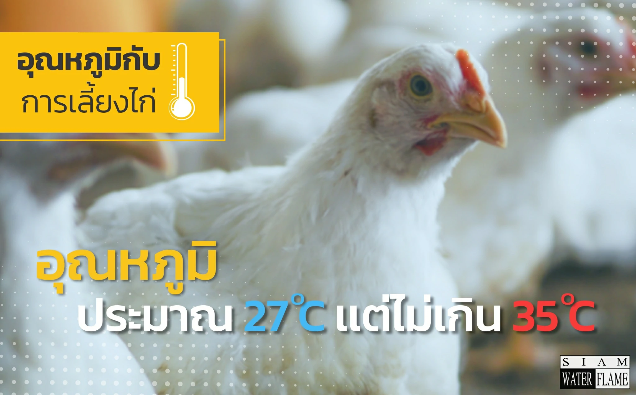 Nhiệt độ và việc nuôi gà