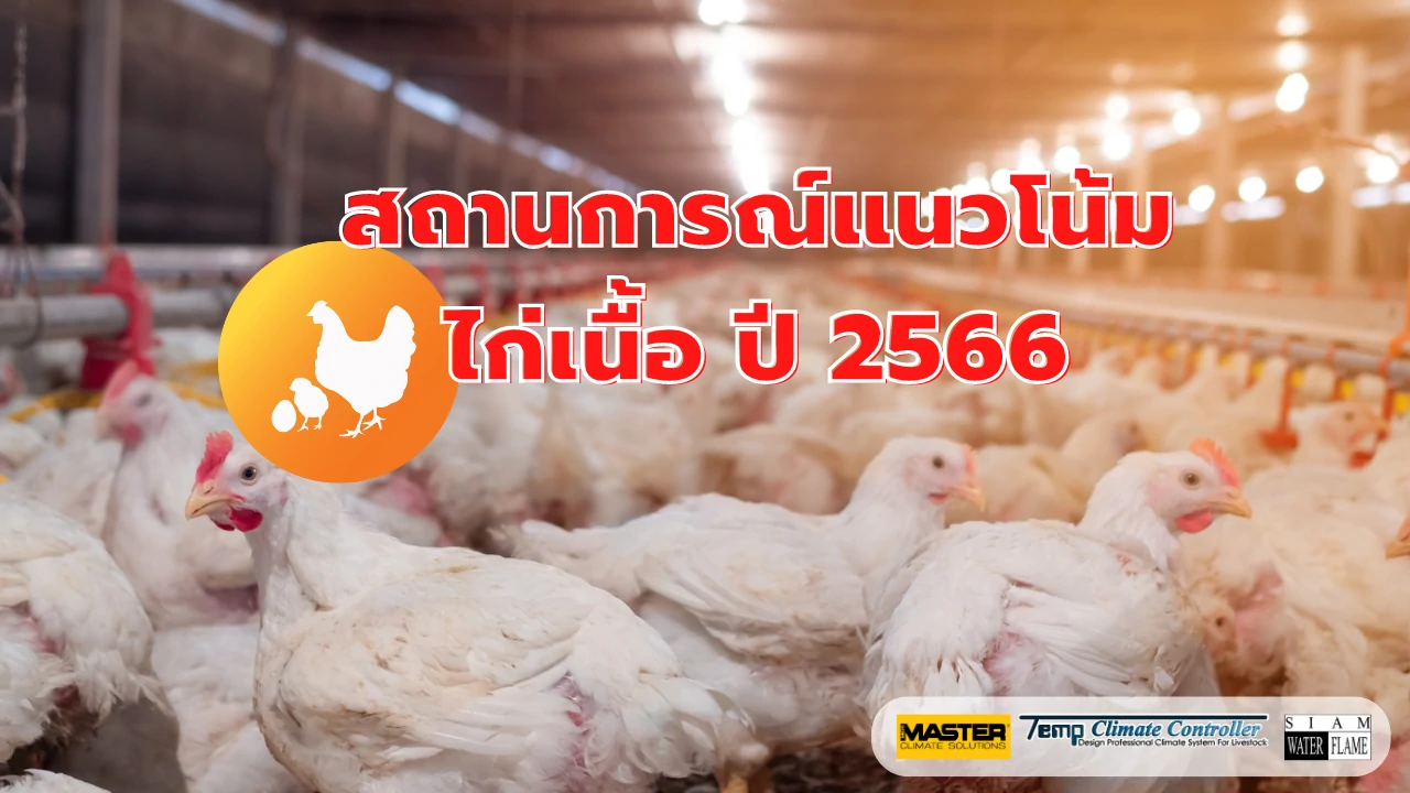 Trend situation of Thai broiler chicken in 2023