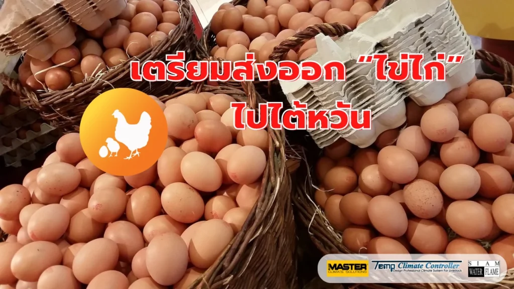 ส่งไข่ไก่ไทย ไปใต้หวัน